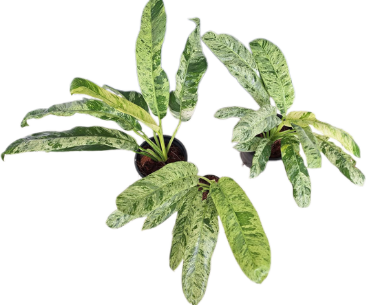 Epipremnum Giganteum Marble Variegated