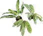 Epipremnum Giganteum Marble Variegated