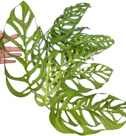 Monstera Esqueleto Set of 10 Plants