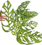 Monstera Esqueleto Set of 10 Plants