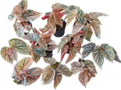 Begonia “Snow Capped” Variegated