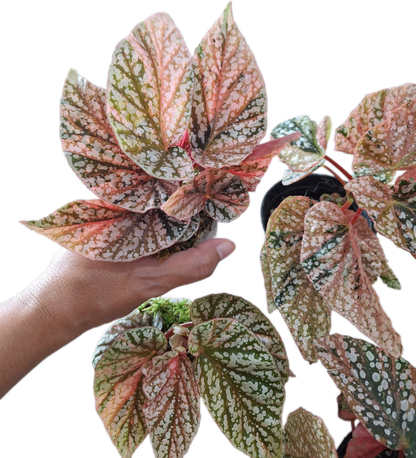 Begonia “Snow Capped” Variegated