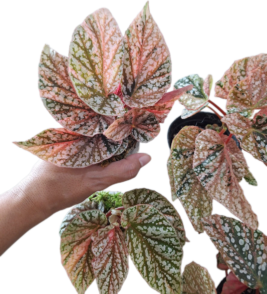 Begonia “Snow Capped” Variegated