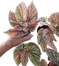 Begonia “Snow Capped” Variegated