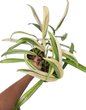 Epipremnum Amplissimum Variegated – Set of 10 Plants