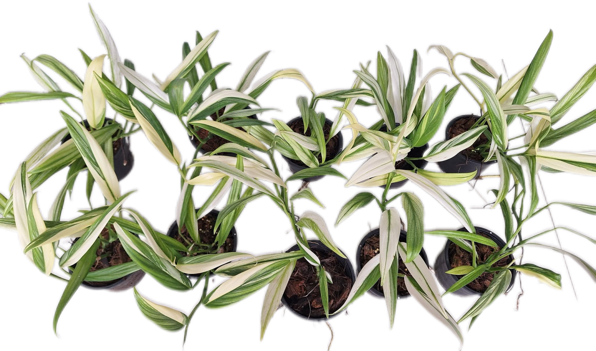 Epipremnum Amplissimum Variegated – Set of 10 Plants