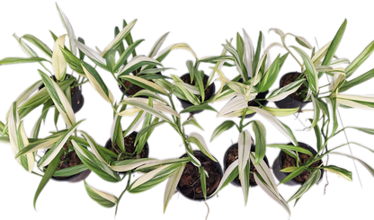 Epipremnum Amplissimum Variegated – Set of 10 Plants