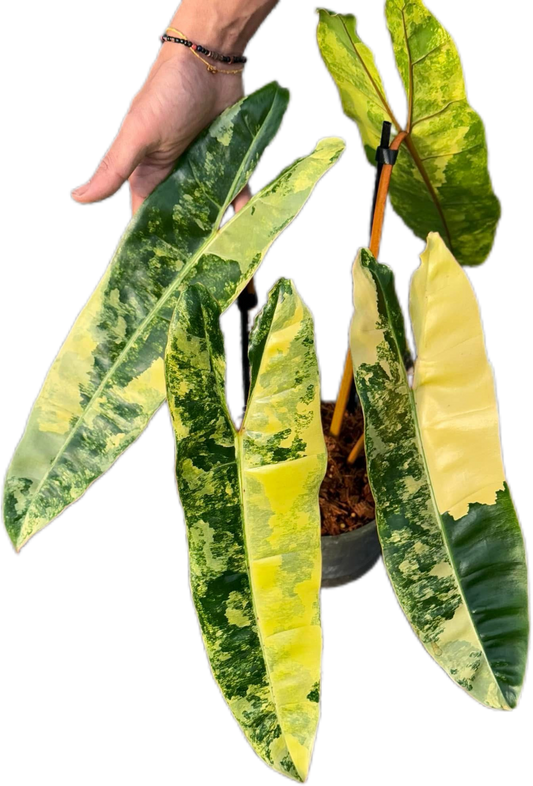 Philodendron Billiteae Variegated 3-4 Leaves