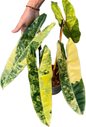 Philodendron Billiteae Variegated 3-4 Leaves