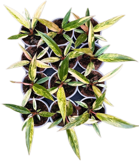 Small Philodendron Caramel Marble Variegated Set of 10 plants