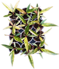 Small Philodendron Caramel Marble Variegated Set of 10 plants