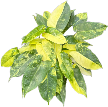 Philodendron Burle Marx Variegated