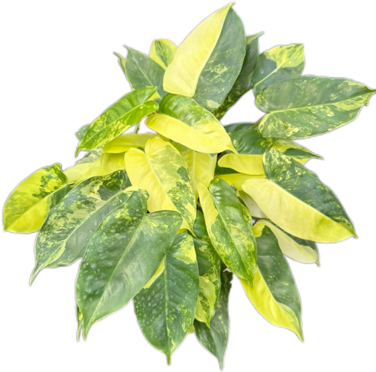 Philodendron Burle Marx Variegated