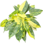 Philodendron Burle Marx Variegated
