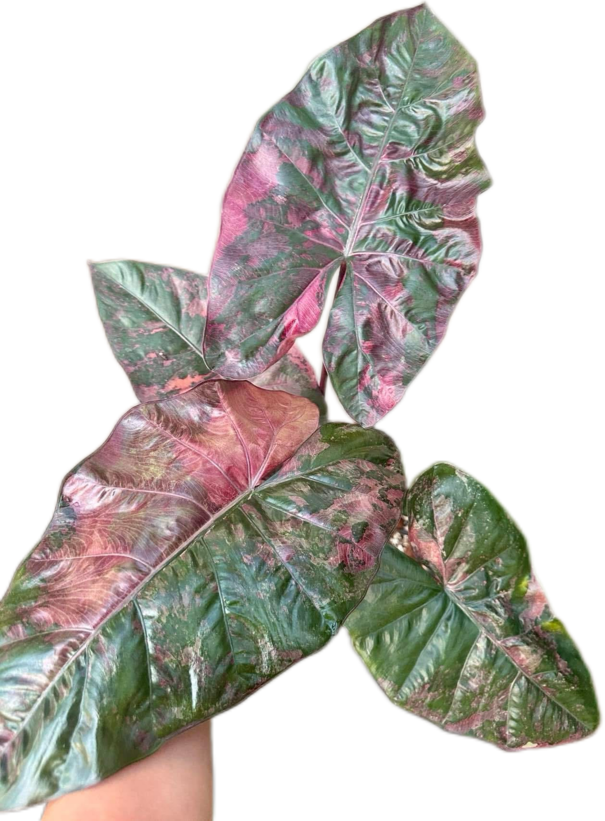 Alocasia Yucatan Princess Pink Variegated