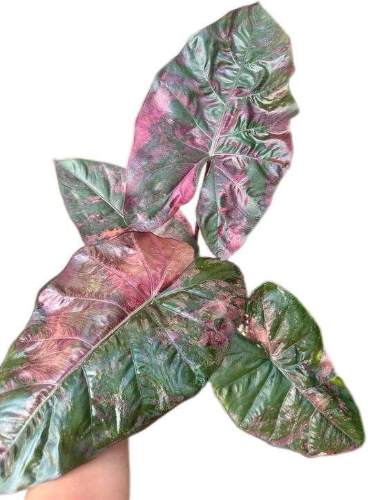 Alocasia Yucatan Princess Pink Variegated