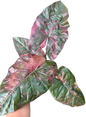 Alocasia Yucatan Princess Pink Variegated