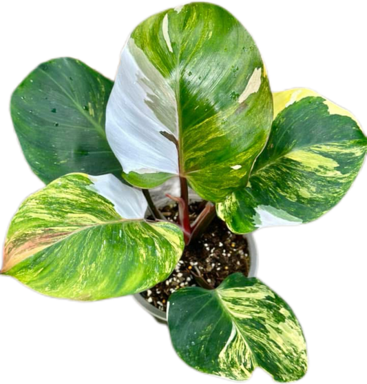 Philodendron White Wizard Tricolor Variegated