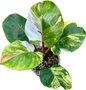 Philodendron White Wizard Tricolor Variegated