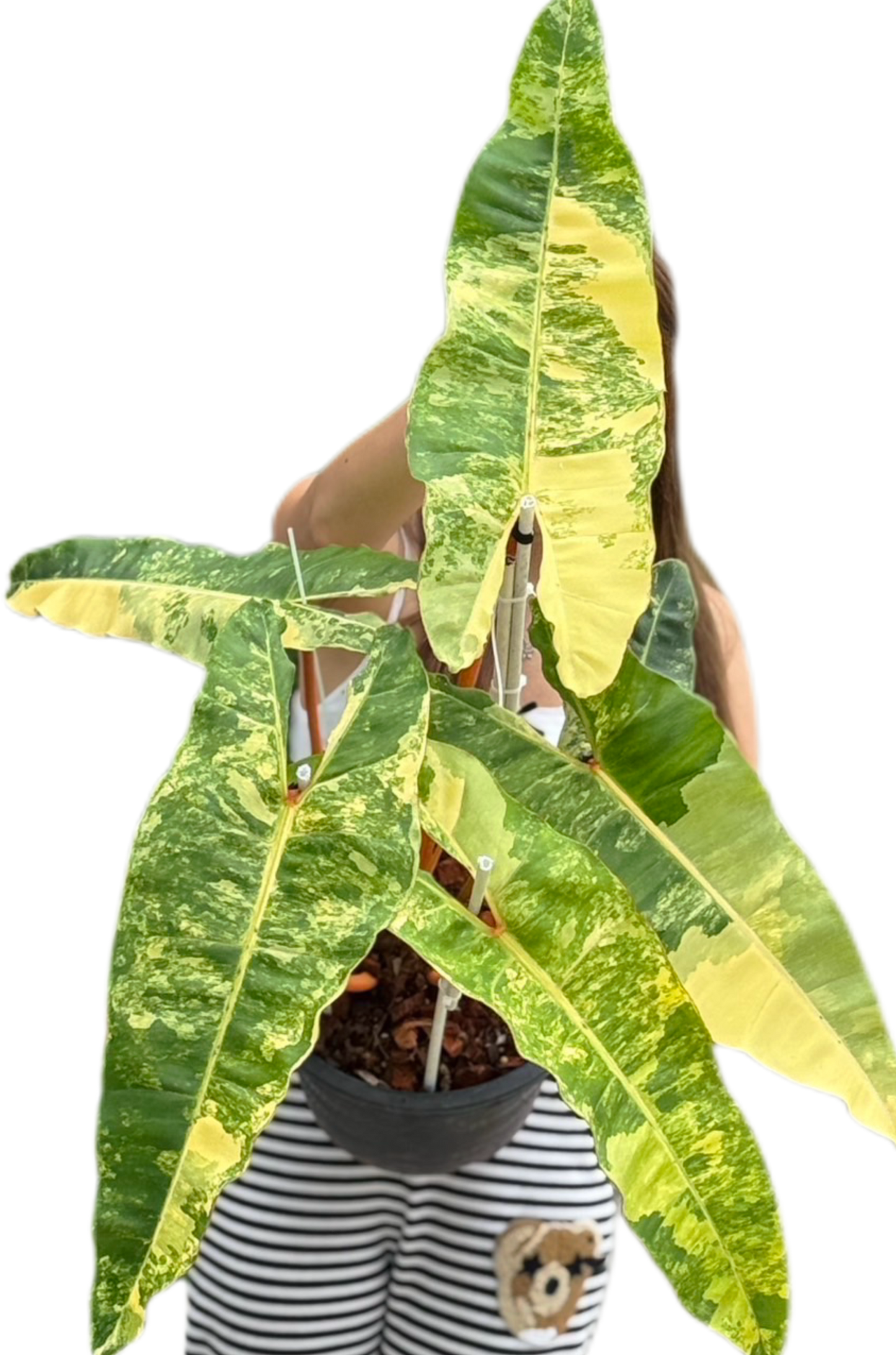 Philodendron Billiteae Variegated Big Size 5 Leaves