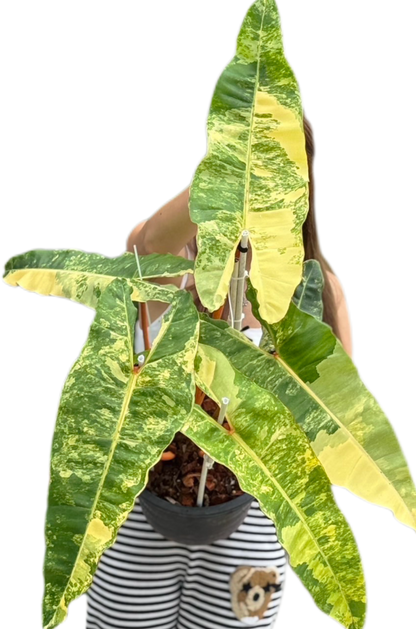 Philodendron Billiteae Variegated Big Size 5 Leaves