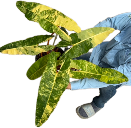 Philodendron Billiteae Variegated Big Size 5 Leaves