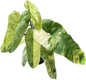Philodendron Paraiso Verde Aurea Variegated