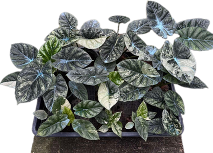 Alocasia Sinuata Variegated