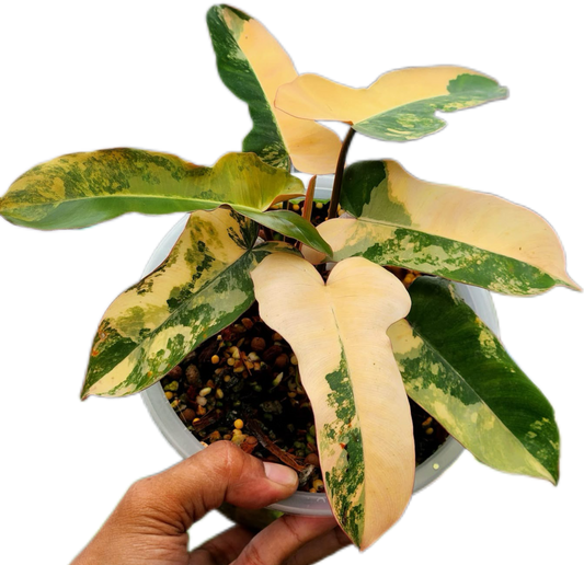 Philodendron Brown Beauty Variegated ( FB x Brown Billi)