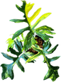 Philodendron Hybrid The Phoenix ( FB x Mayo) x ( FB x Billiteae)