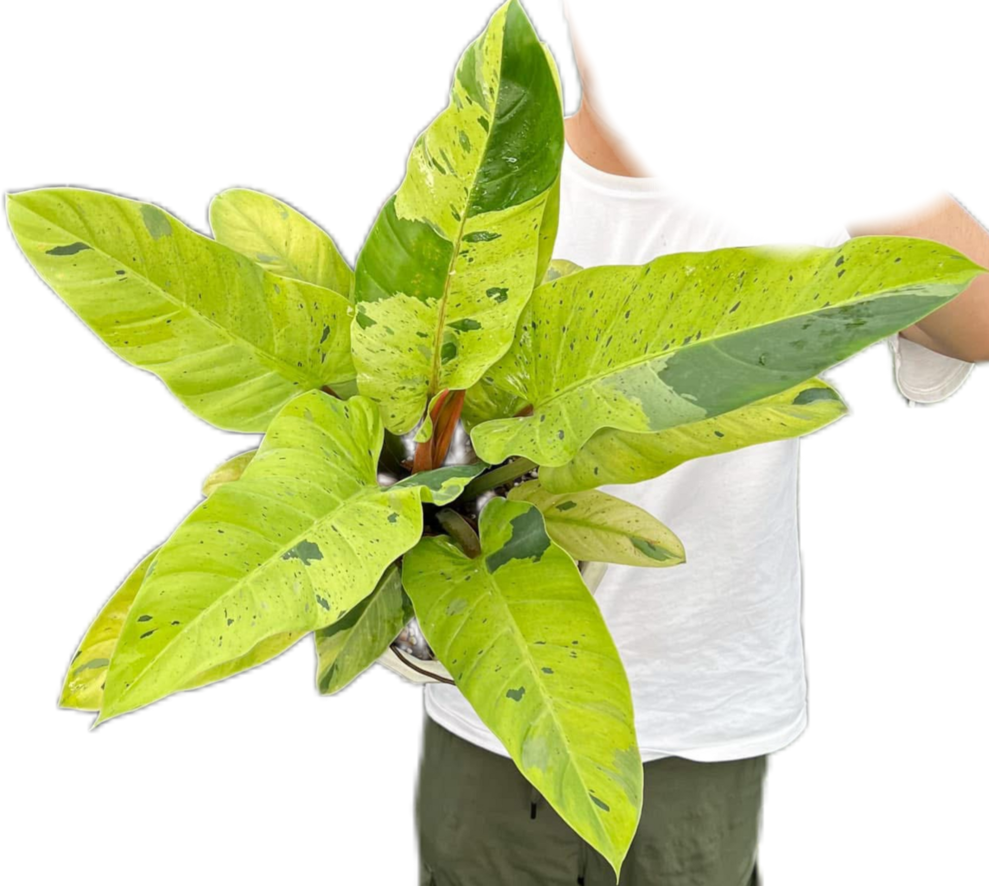 Philodendron Ruaysub Variegated - Big Size