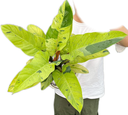 Philodendron Ruaysub Variegated - Big Size