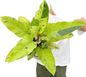 Philodendron Ruaysub Variegated - Big Size