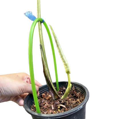 Monstera Deliciosa “Devil Monster” – 1 Leaf Cutting Rooted, 1 Shoot (Actual Plant)