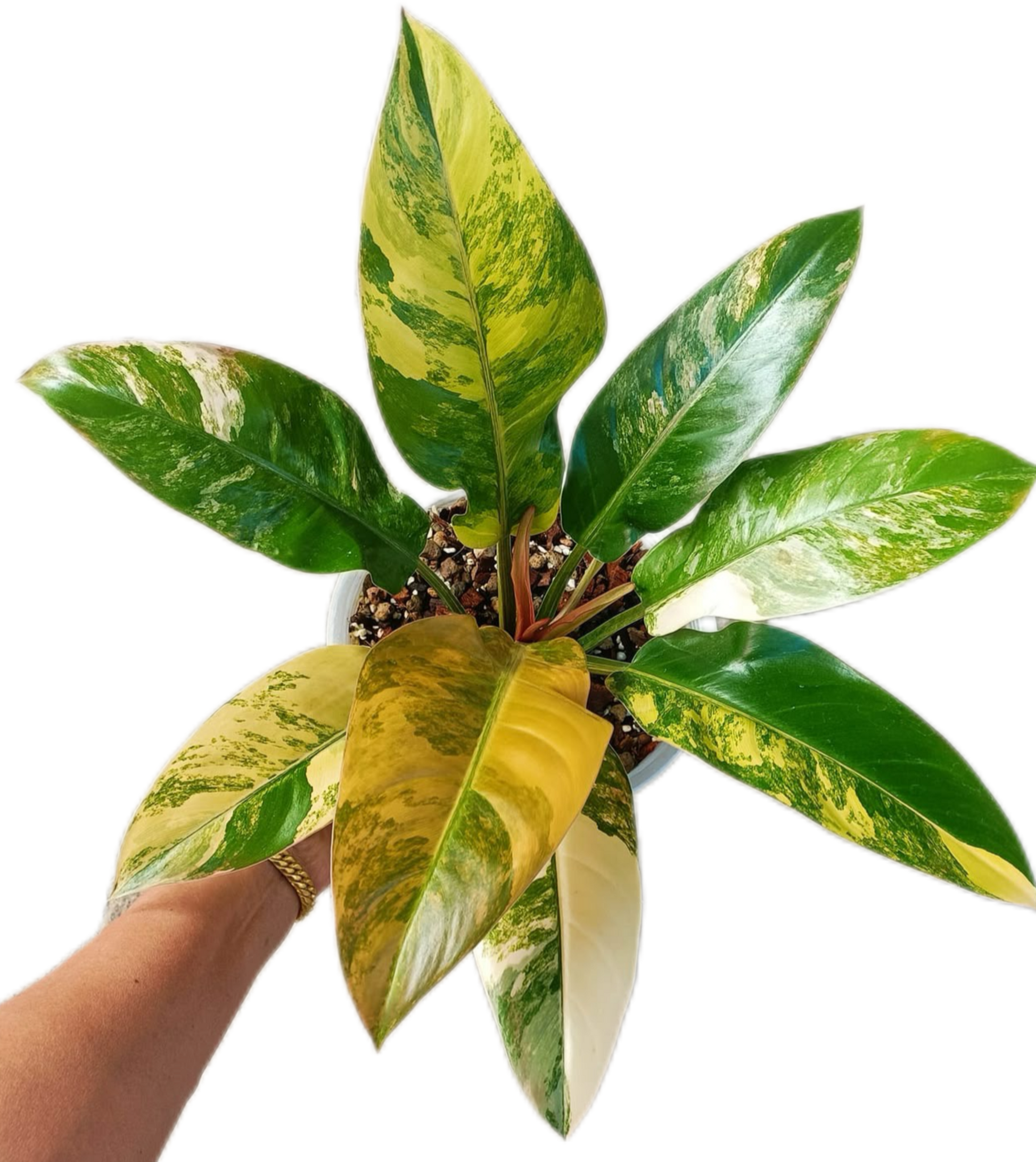 Philodendron Imperial Red Variegated