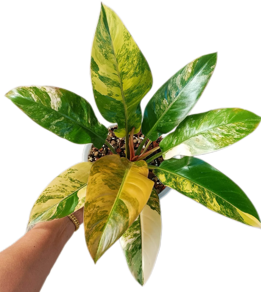 Philodendron Imperial Red Variegated