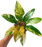 Philodendron Imperial Red Variegated