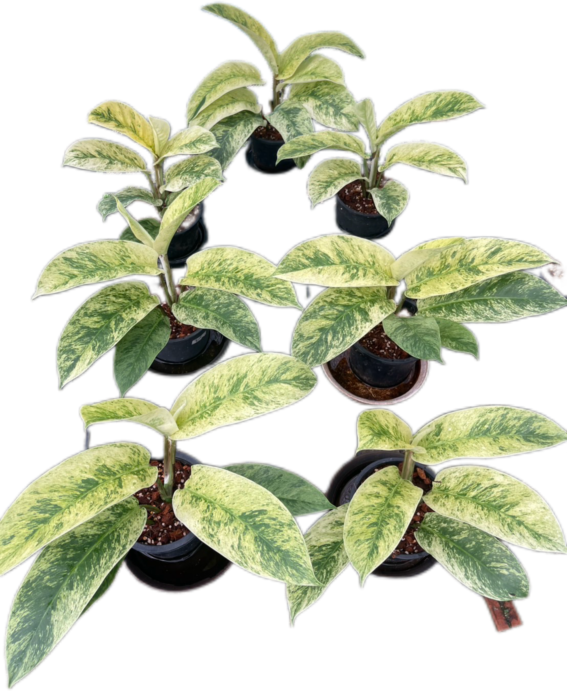 Rhaphidophora Elliptifolia Variegated