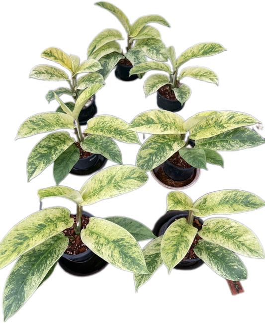 Rhaphidophora Elliptifolia Variegated