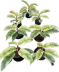 Rhaphidophora Elliptifolia Variegated