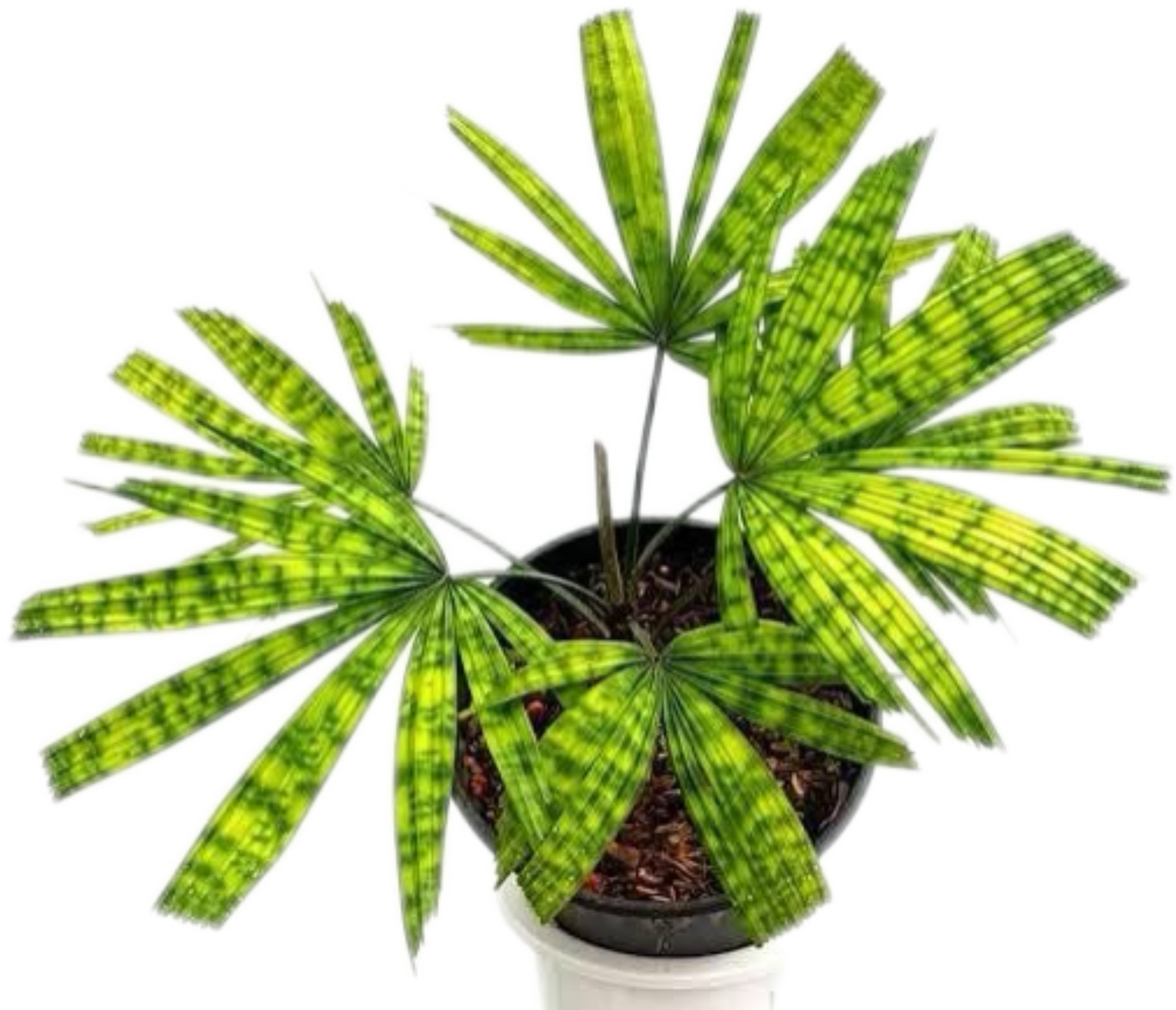 Licuala Mattanensis ‘Map