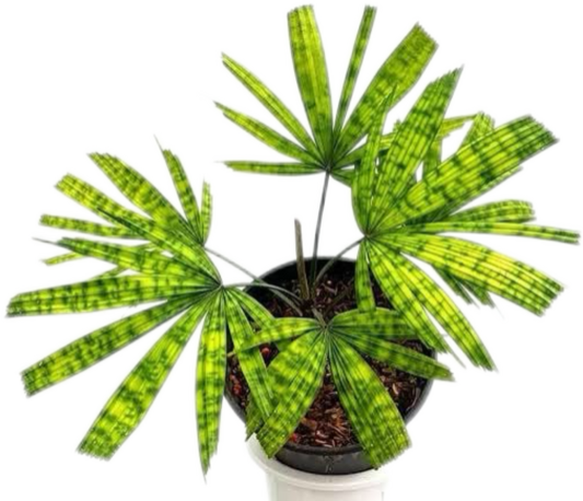 Licuala Mattanensis ‘Map