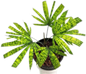 Licuala Mattanensis ‘Map