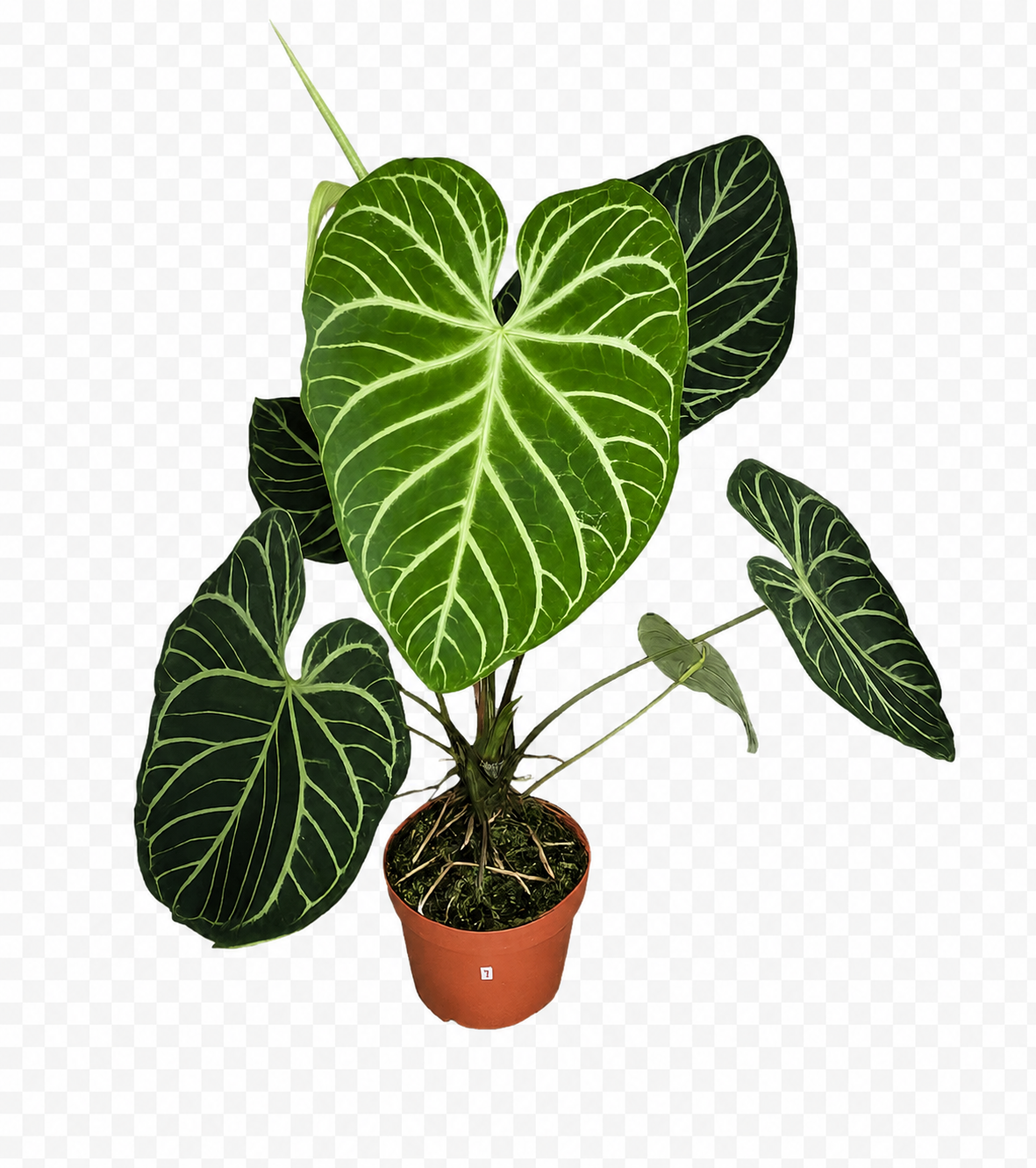 Anthurium Regale – Large Form Velvet Anthurium