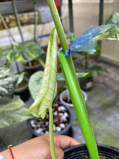 Monstera Deliciosa “Devil Monster” – 1 Leaf Cutting Rooted, 1 Shoot (Actual Plant)