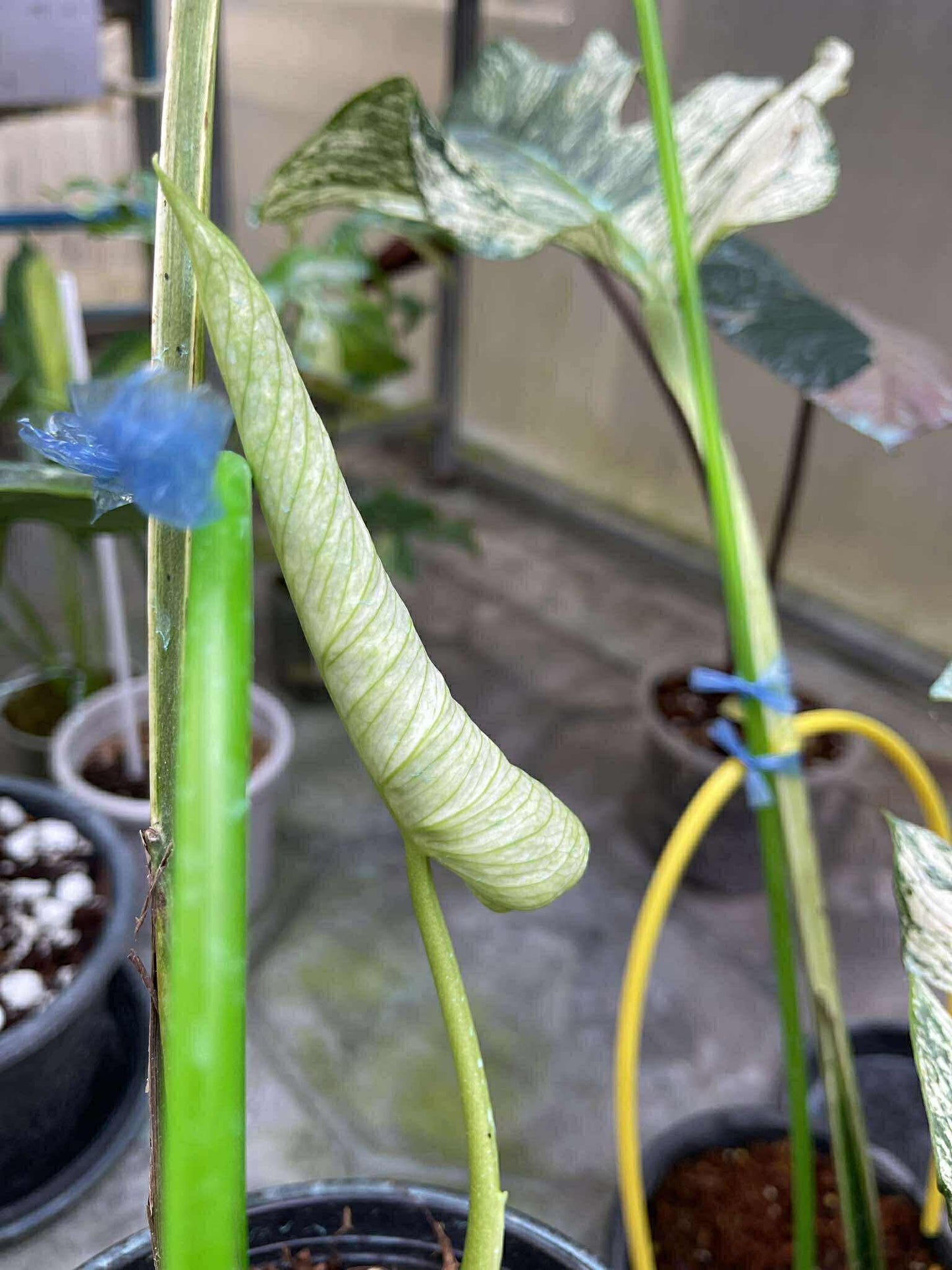 Monstera Deliciosa “Devil Monster” – 1 Leaf Cutting Rooted, 1 Shoot (Actual Plant)