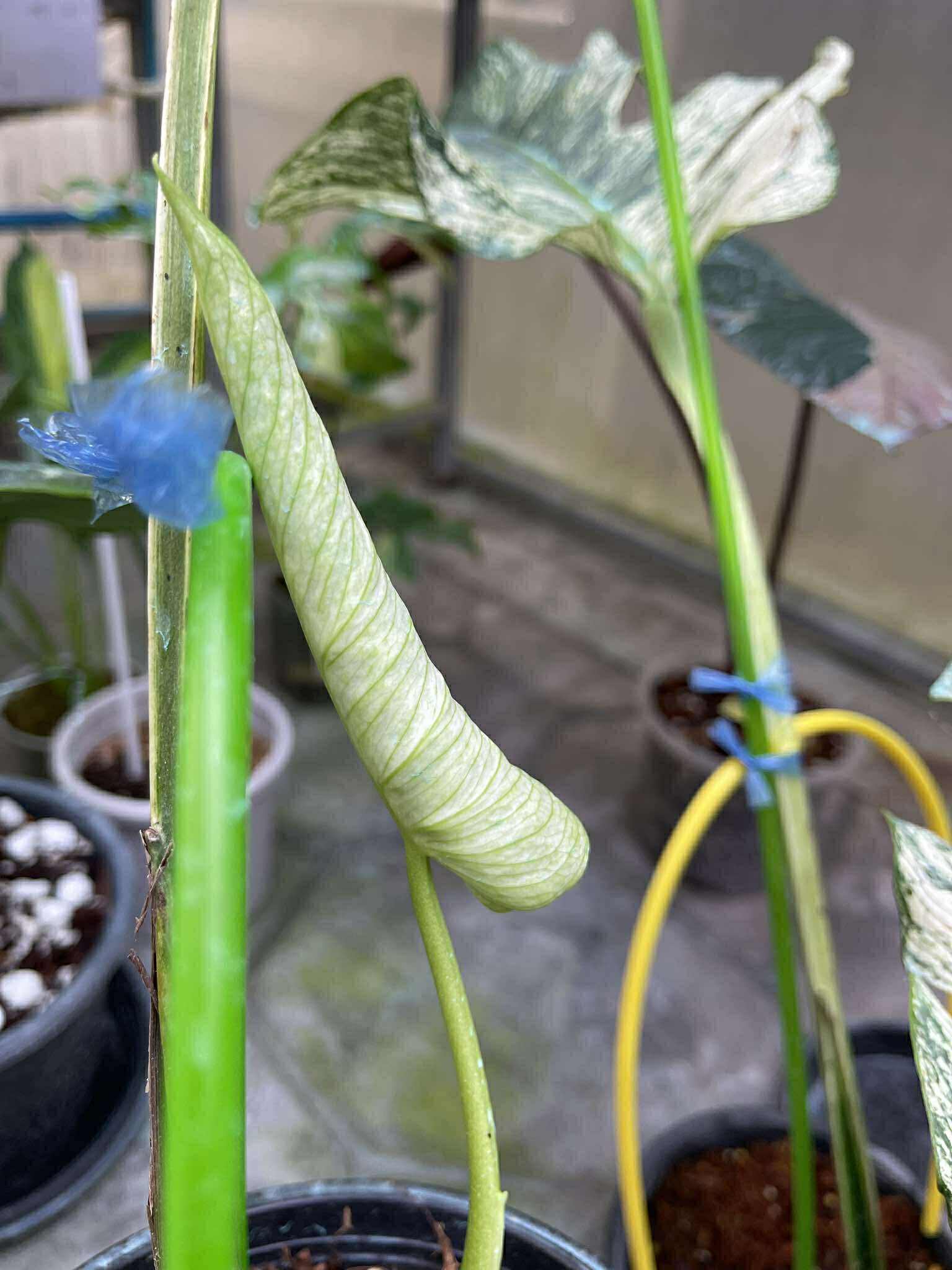 Monstera Deliciosa “Devil Monster” – 1 Leaf Cutting Rooted, 1 Shoot (Actual Plant)