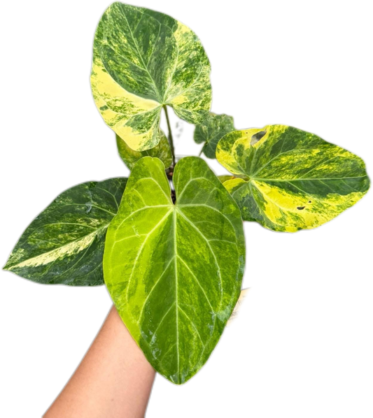 Anthurium Papillilaminum Variegated