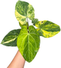 Anthurium Papillilaminum Variegated