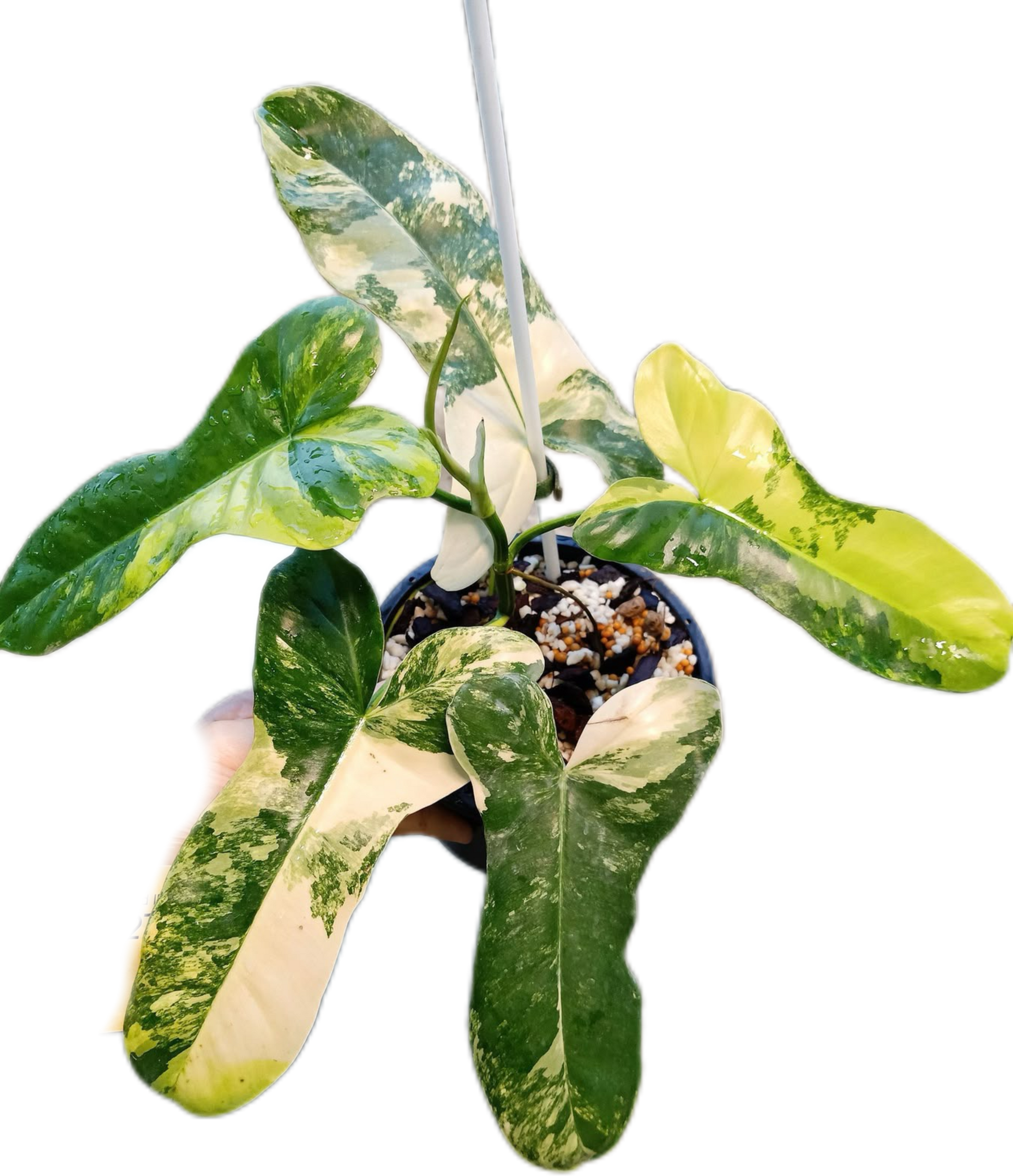 902 斑入P.(polypodioides x Florida Beauty) 902 斑入P.(polypodioides x Florida Beauty) Philodendron